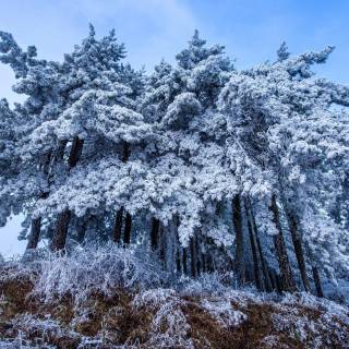 Winter tree 4k wallpaper