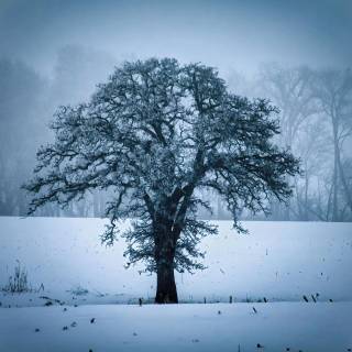 Winter tree 4k wallpaper