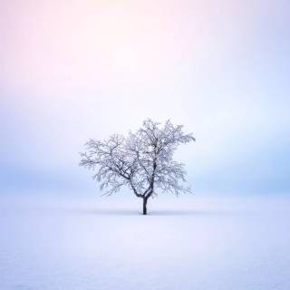 Winter tree 4k wallpaper