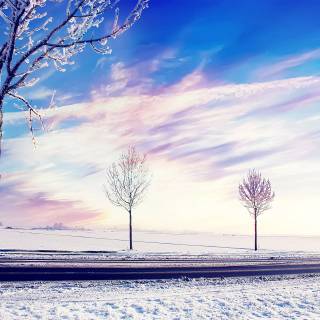 Winter tree 4k wallpaper