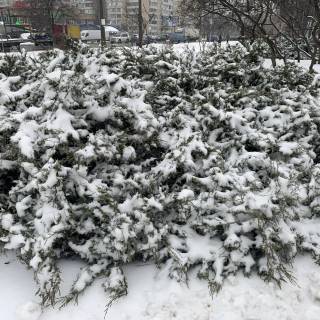 Winter tree 4k wallpaper