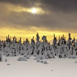Winter tree 4k wallpaper