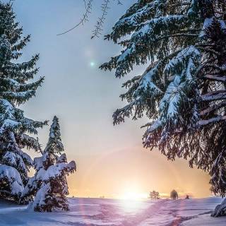 Winter sunset tree wallpaper