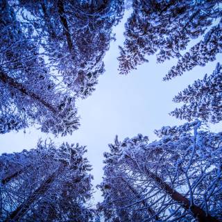 Winter tree 4k wallpaper