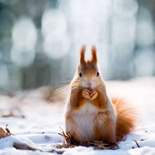 Winter cute animals wallpaper