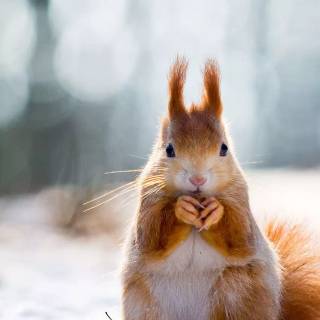 Winter cute animals wallpaper