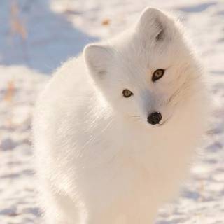 Winter cute animals wallpaper