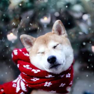 Winter cute animals wallpaper