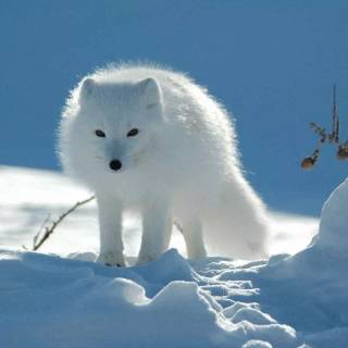 Winter cute animals wallpaper