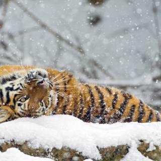 Winter cute animals wallpaper
