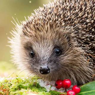 Winter cute animals wallpaper