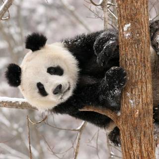 Winter cute animals wallpaper