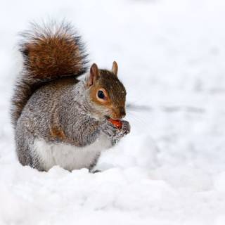 Winter cute animals wallpaper