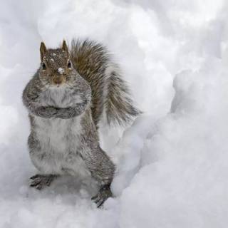 Winter cute animals wallpaper