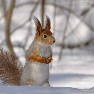 Winter cute animals wallpaper