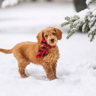 Winter cute animals wallpaper