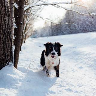 Winter cute animals wallpaper