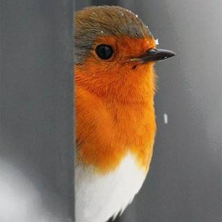 Winter cute animals wallpaper