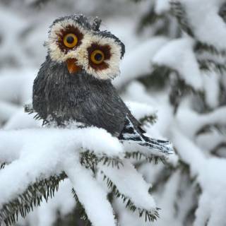 Winter animal PC wallpaper