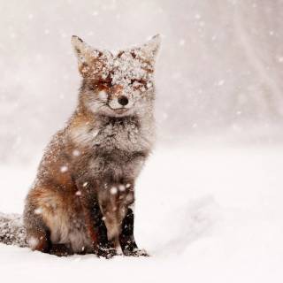 Winter animal PC wallpaper