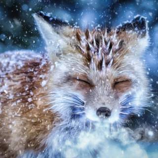 Winter animal PC wallpaper