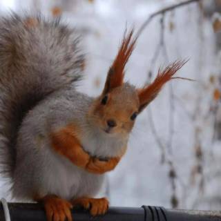 Winter animal PC wallpaper