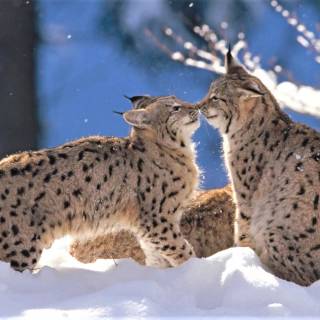 Winter animal PC wallpaper