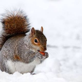 Winter animal PC wallpaper