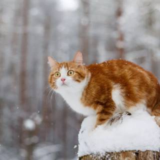 Winter animal PC wallpaper