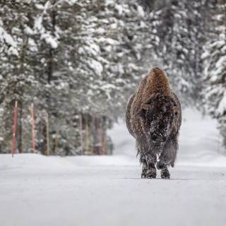 Winter animal PC wallpaper