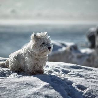 Winter animal PC wallpaper