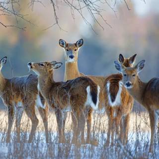 Winter animal PC wallpaper