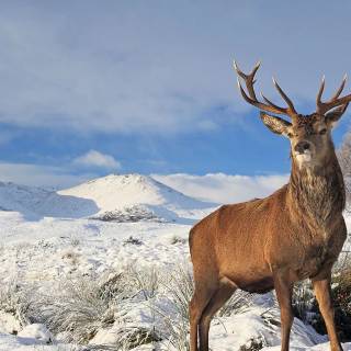 Winter animal PC wallpaper