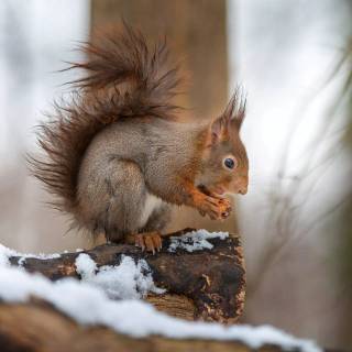 Winter animal PC wallpaper