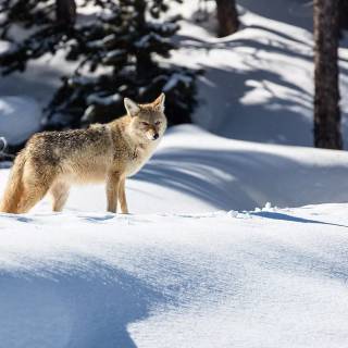 Winter animal PC wallpaper