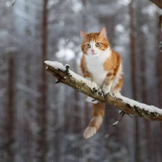 Winter animal PC wallpaper