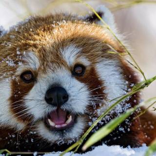 Winter animal PC wallpaper