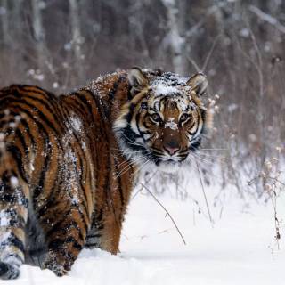 Winter animal PC wallpaper