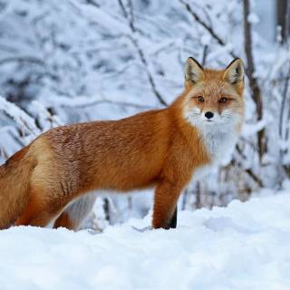 Winter animal PC wallpaper