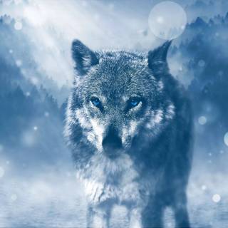 Winter animal PC wallpaper