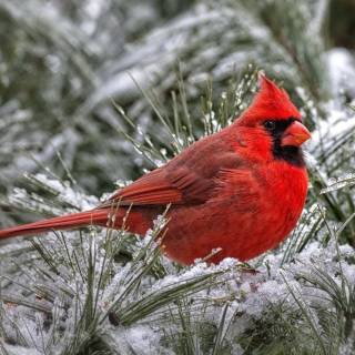 Winter animal PC wallpaper