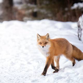 Winter animal PC wallpaper