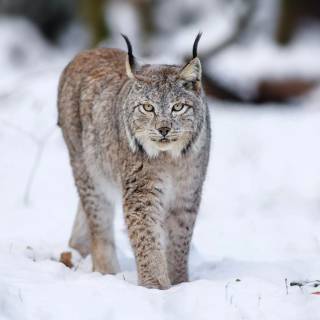 Winter animal PC wallpaper