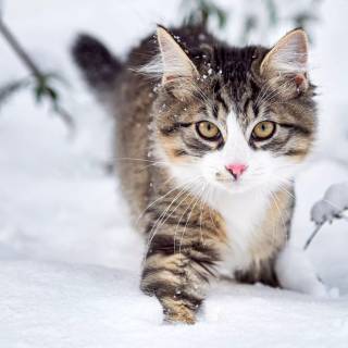 Winter animal PC wallpaper