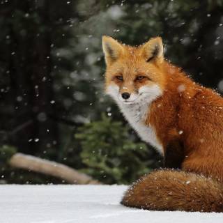 Winter animal PC wallpaper