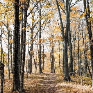 iPhone forest autumn wallpaper