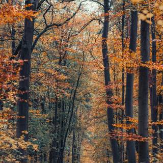 iPhone forest autumn wallpaper
