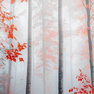 iPhone forest autumn wallpaper