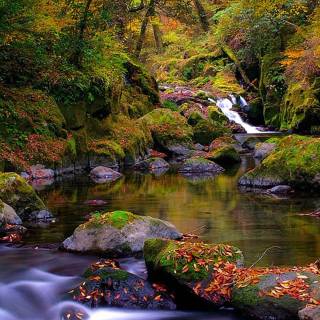 iPhone forest autumn wallpaper