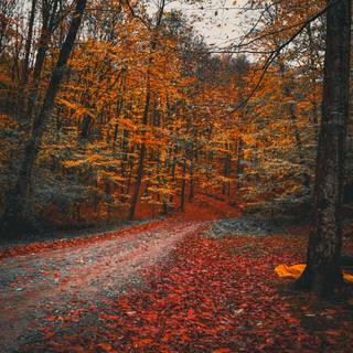 iPhone forest autumn wallpaper